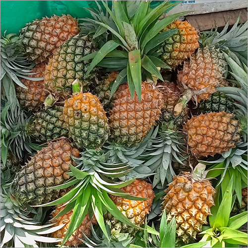 ORGANIC PINEAPPLE VARIETY: KEW / QUEEN):