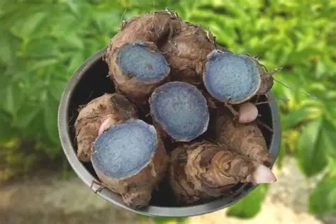 ORGANIC BLACK TURMERIC: