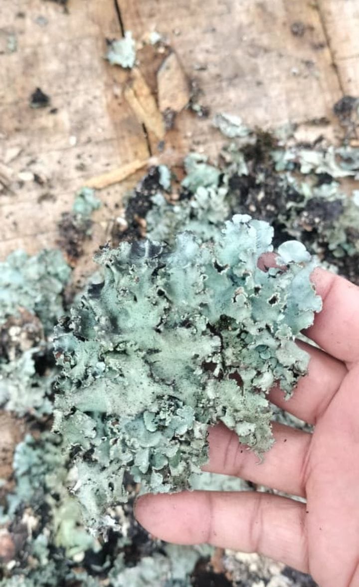 ORGANIC STONE FLOWER / DAGAR PHOOL: