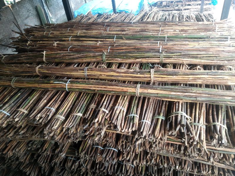 CANE (VARIETY: JENG):