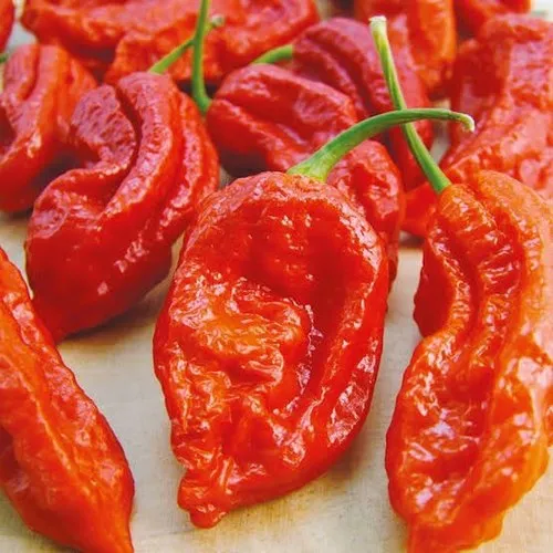 BHUT JOLOKIA CHILLI / GHOST PEPPER: